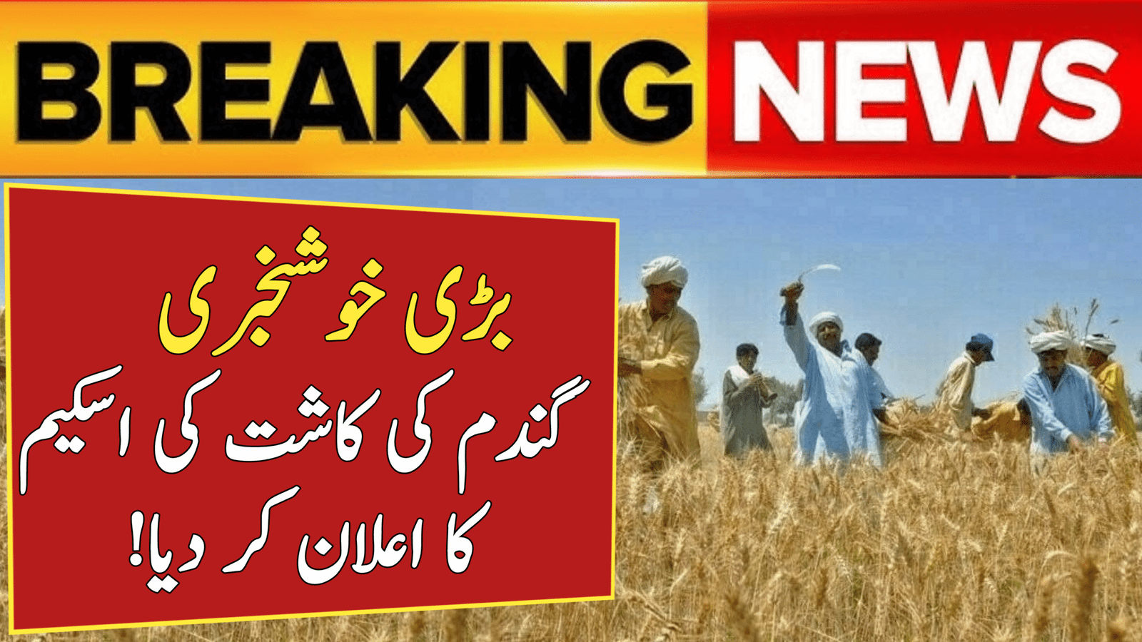 Wheat Cultivation Scheme